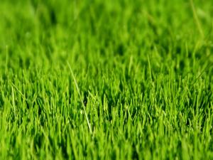 our Newark Irrigation team gets your lawn green 